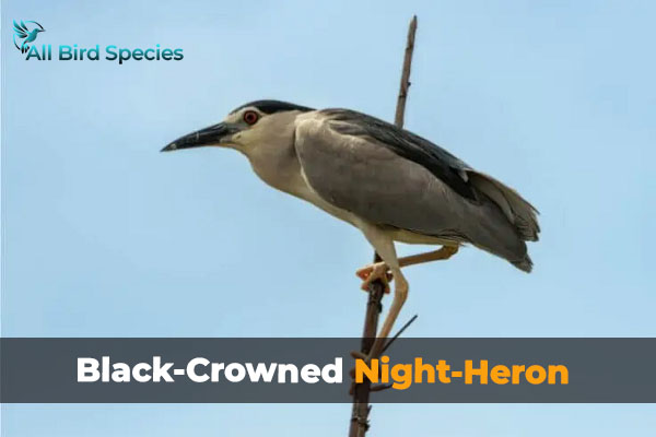 Black-Crowned Night-Heron