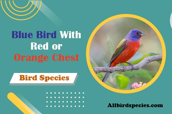 Blue Bird With Red or Orange Ches