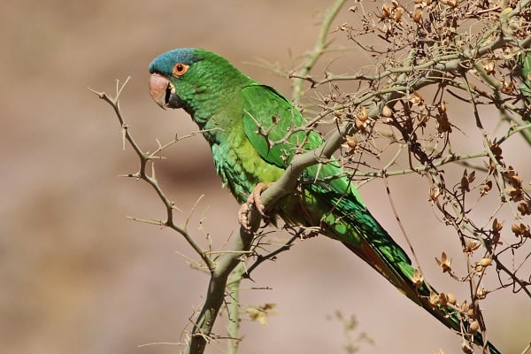 Blue-Crowned Parakeet