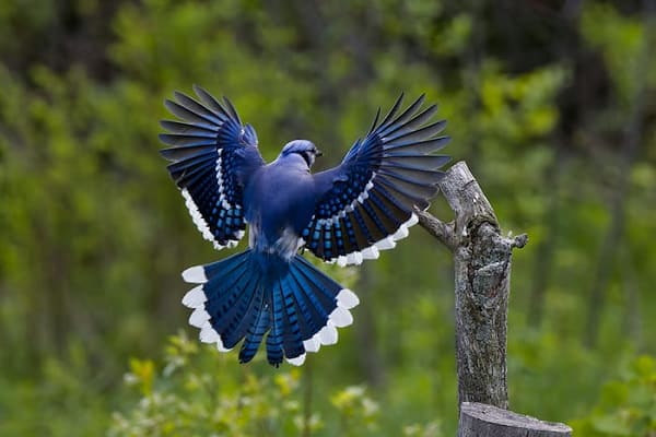 Blue jay sign from heaven spiritual meaning