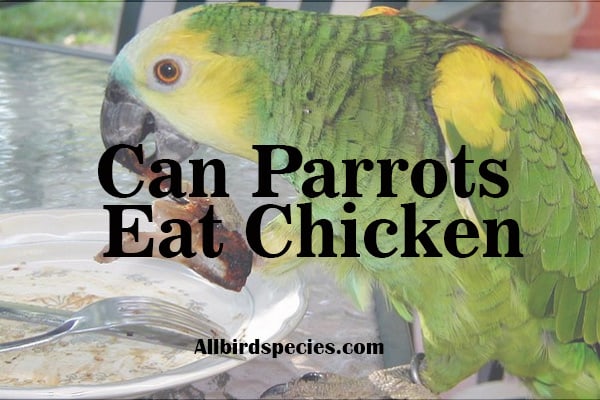 Can Parrots Eat Chicken