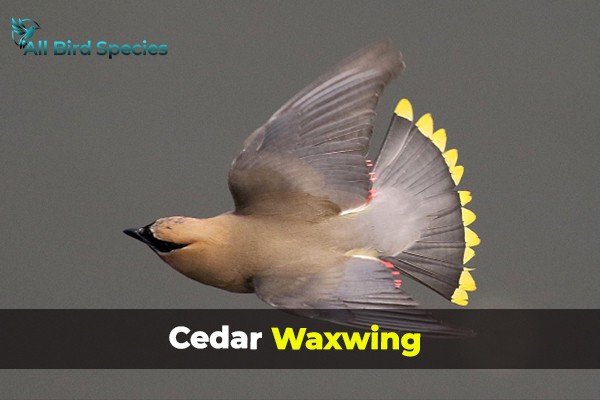 Cedar Waxwing 