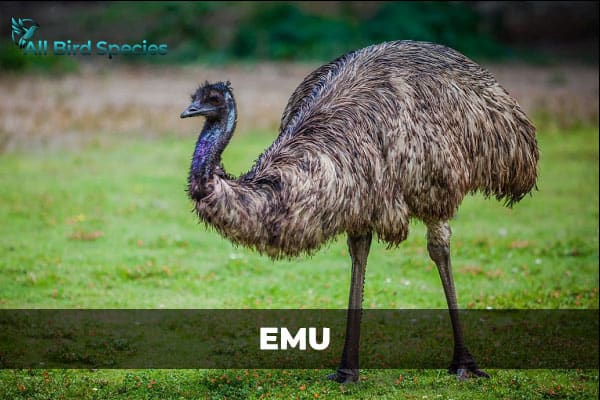 EMU