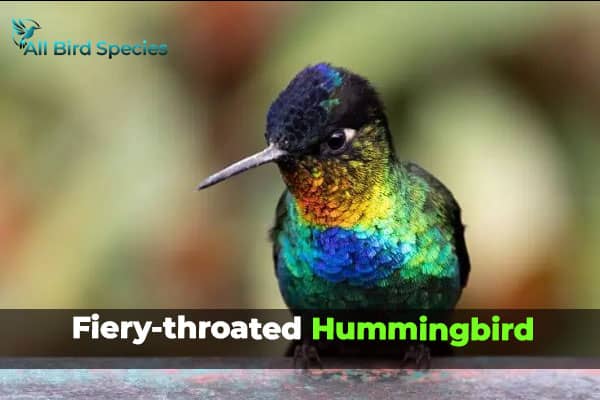 Fiery-Throated Hummingbird 