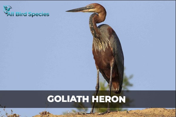GOLIATH HERON