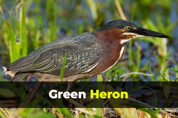  Green Heron