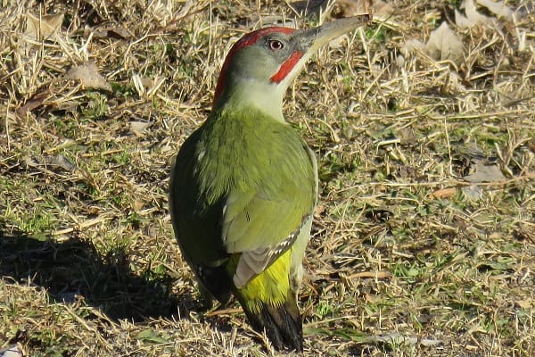 Iberian Green Woodpecker 