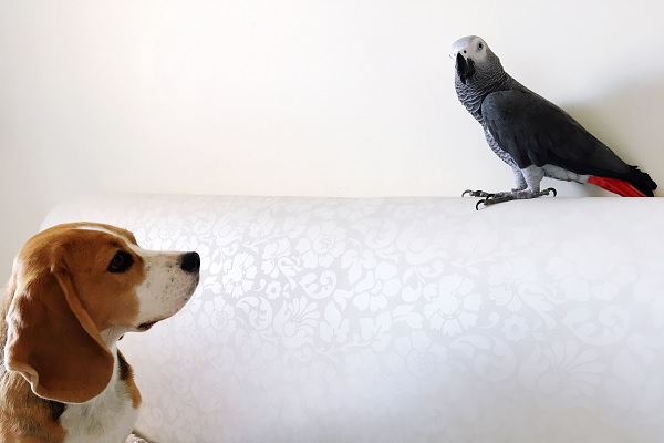 Introducing Your Parrot to Dog