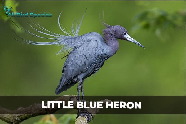 LITTLE BLUE HERON