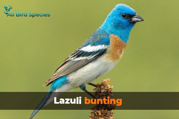 Lazuli Bunting