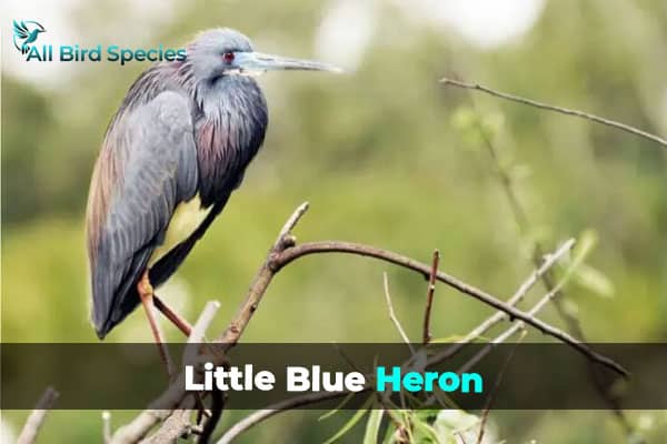 Little Blue Heron