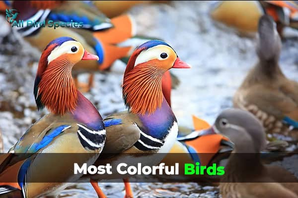 Most Colorful Birds in the world