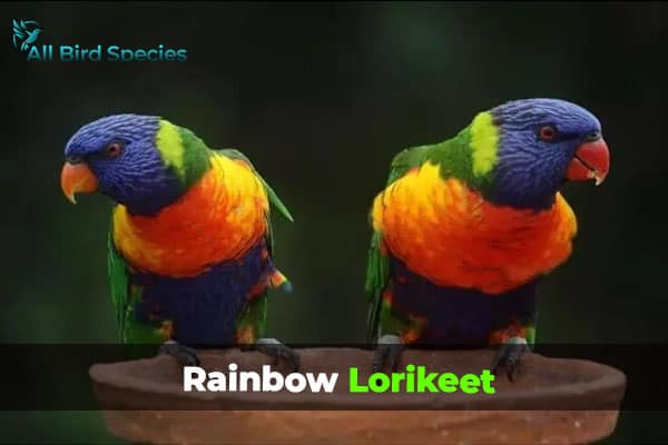 Rainbow Lorikeet 