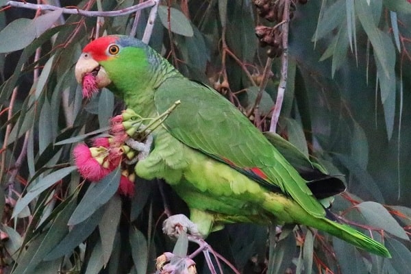 Red-Crowned Parrot