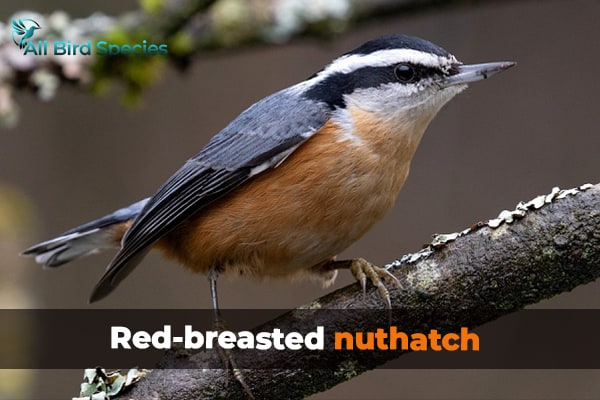 Red-breasted nuthatch 