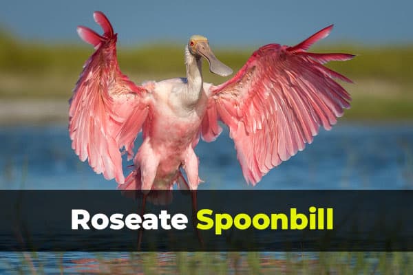 Roseate Spoonbill