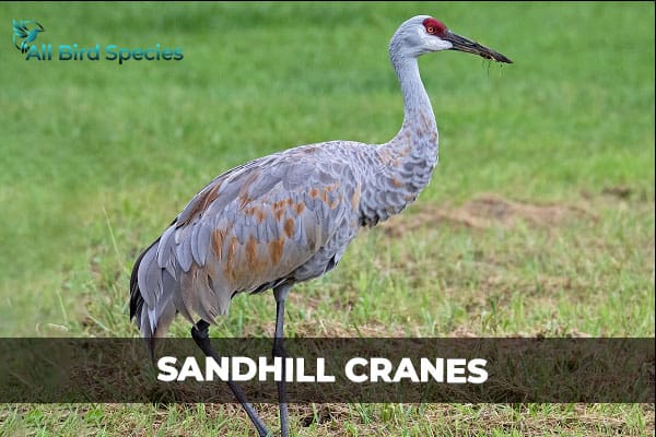 SANDHILL CRANES