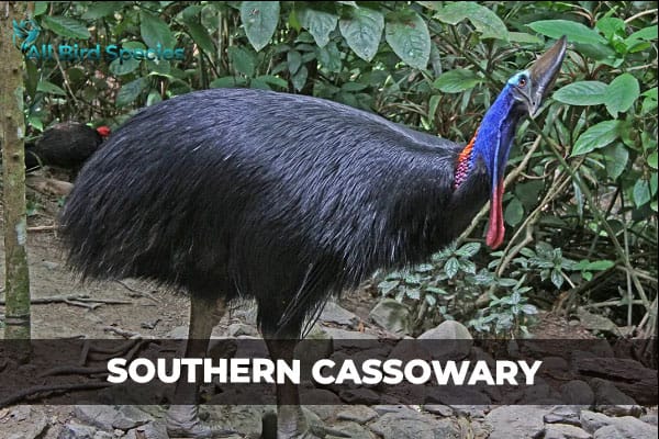 SOUTHERN CASSOWARY