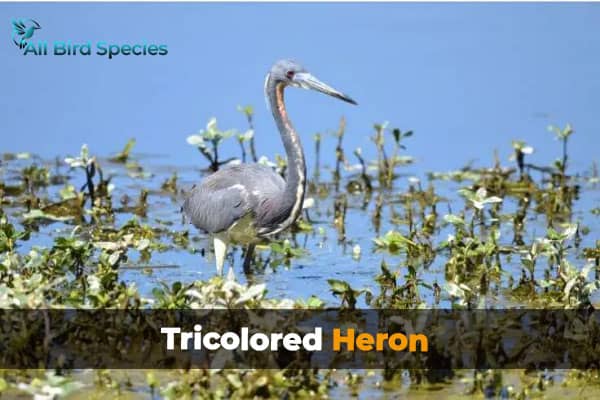 Tricolored Heron