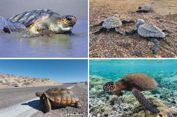 Turtles in California