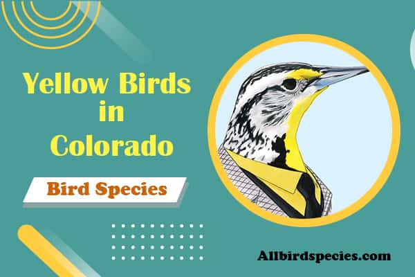 Yellow Birds in Colorado