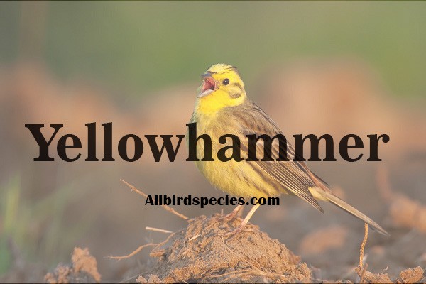 Yellowhammer