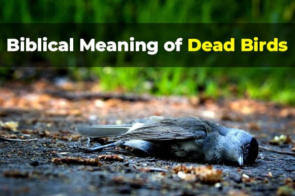 biblical meaning of dead brids