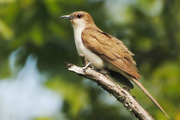 black-billed cuckoo
