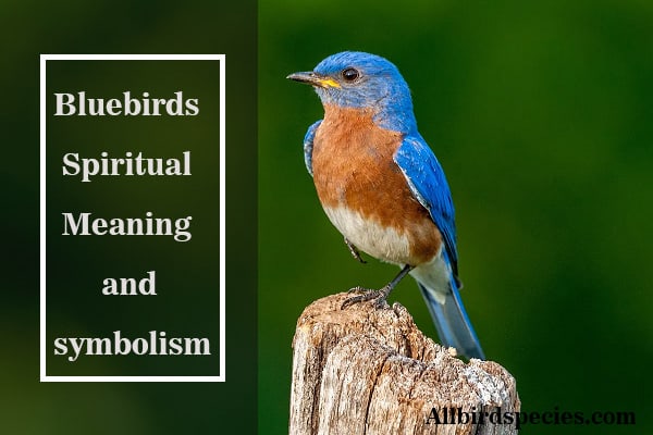 bluebirds spiritual meaning