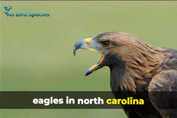 eagles in north carolina