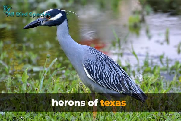 herons of texas