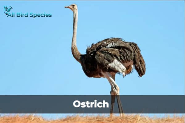 OSTRICH