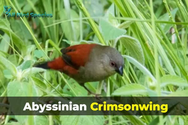 Abyssinian Crimsonwing