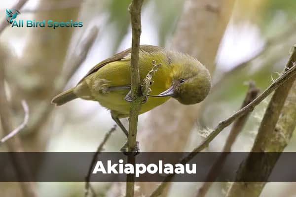 Akiapolaau