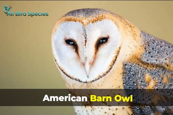 American Barn Owl