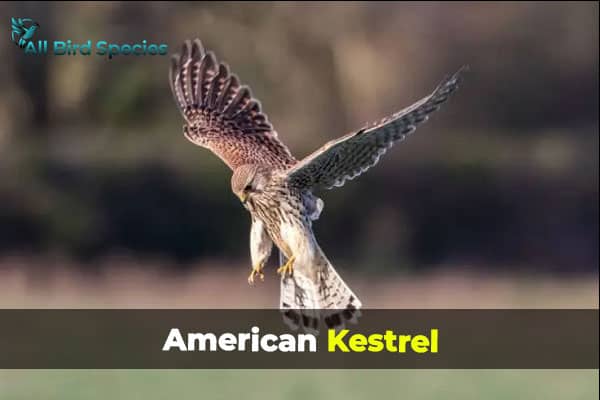 American Kestrel