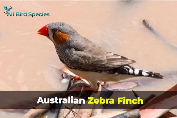 Australian Zebra Finch