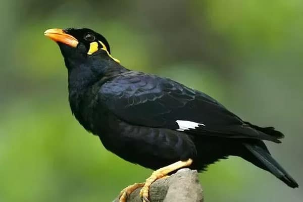 Black Birds With Yellow Beaks