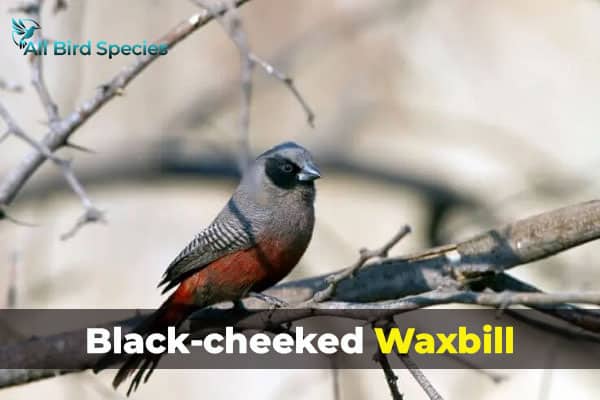 Black-cheeked Waxbill 