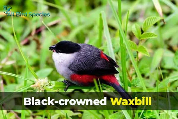 Black-crowned Waxbill 
