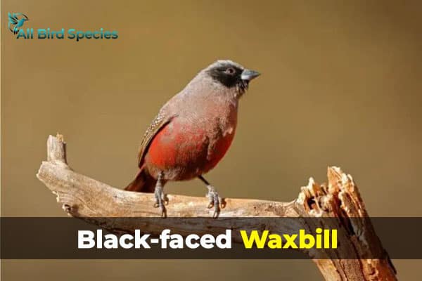 Black-faced Waxbill 