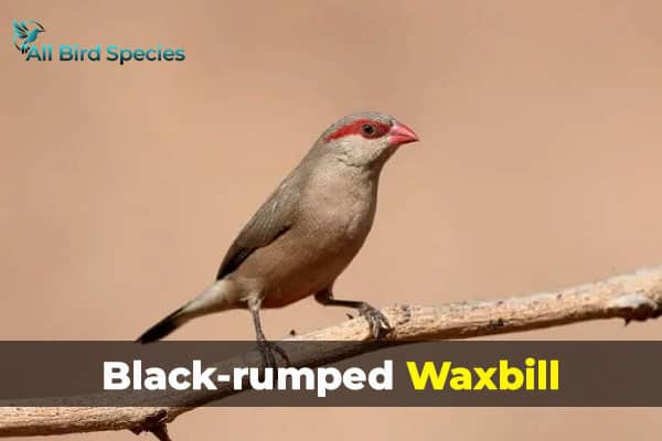 Black-rumped Waxbill