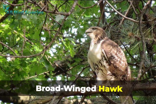 BROAD-WINGED HAWK