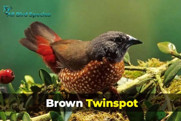 Brown Twinspot