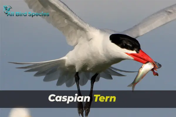 Caspian Tern