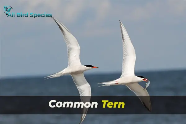 Common Tern