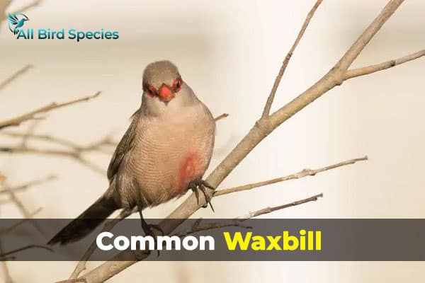 Common Waxbill 