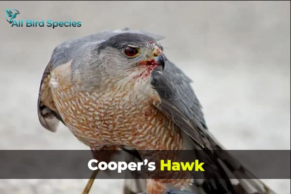 Cooper’s Hawk