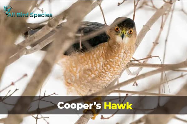 COOPER’S HAWK