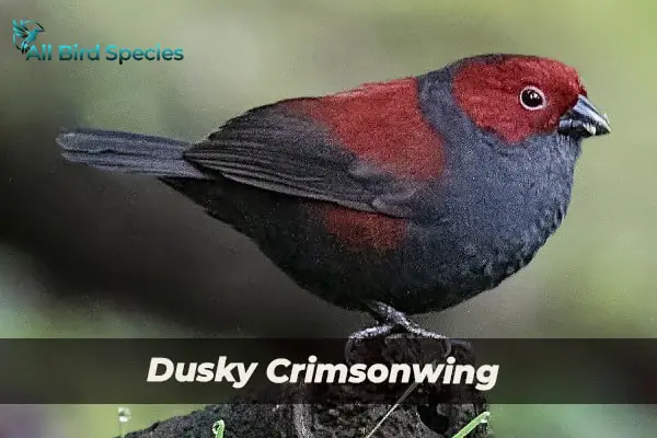 Dusky Crimsonwing